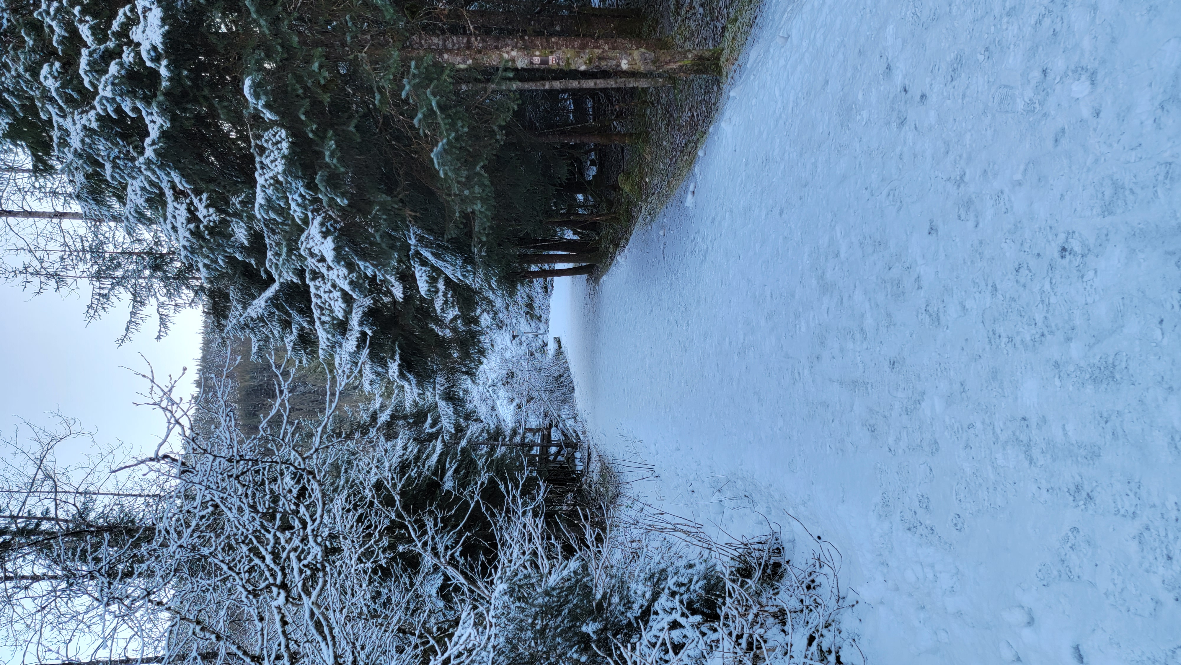 Snow covered forest trail