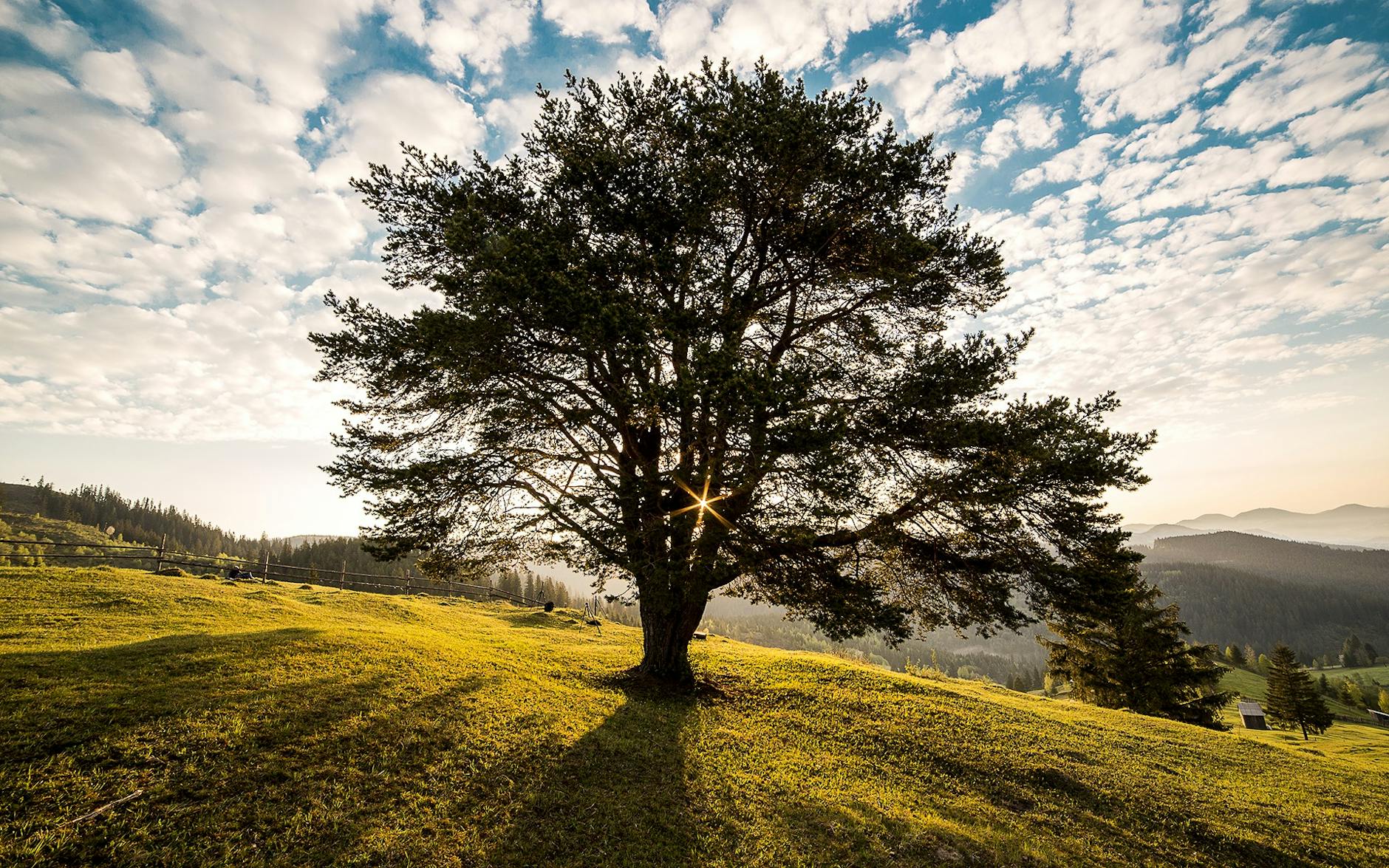 green leafed tree on mountain