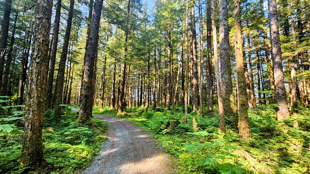 Forest trail