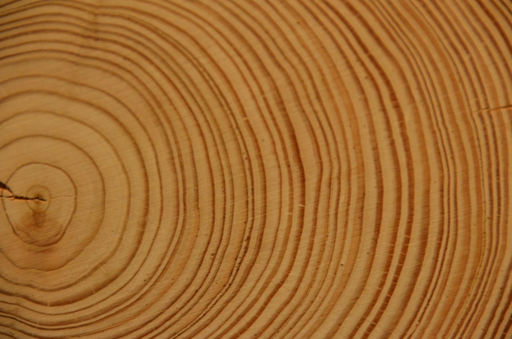 Tree age rings