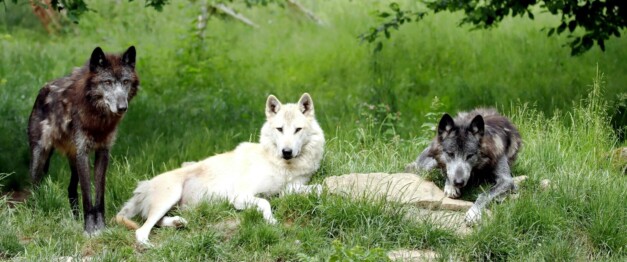 wolves in a forest